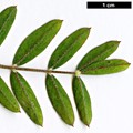 SpeciesSub: subsp. carniolicus
